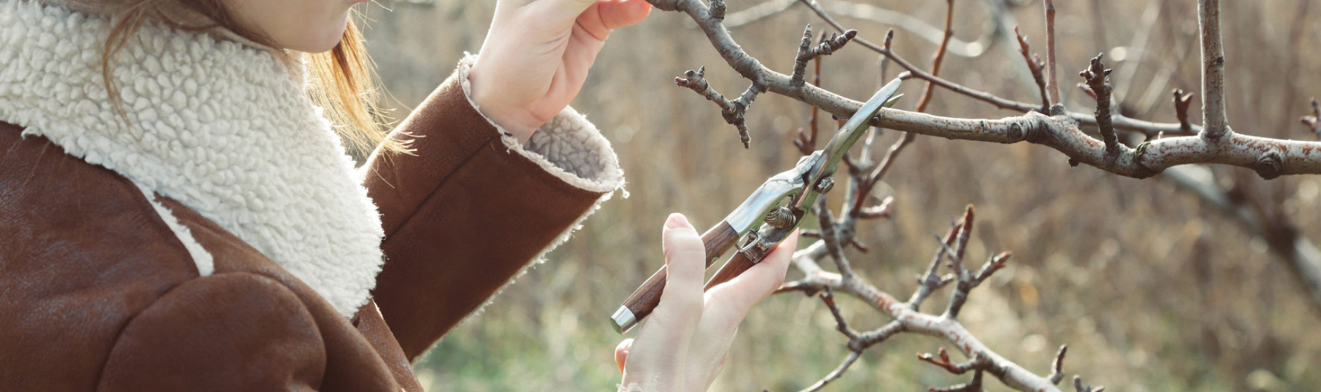 Winterrückschnitt im Februar