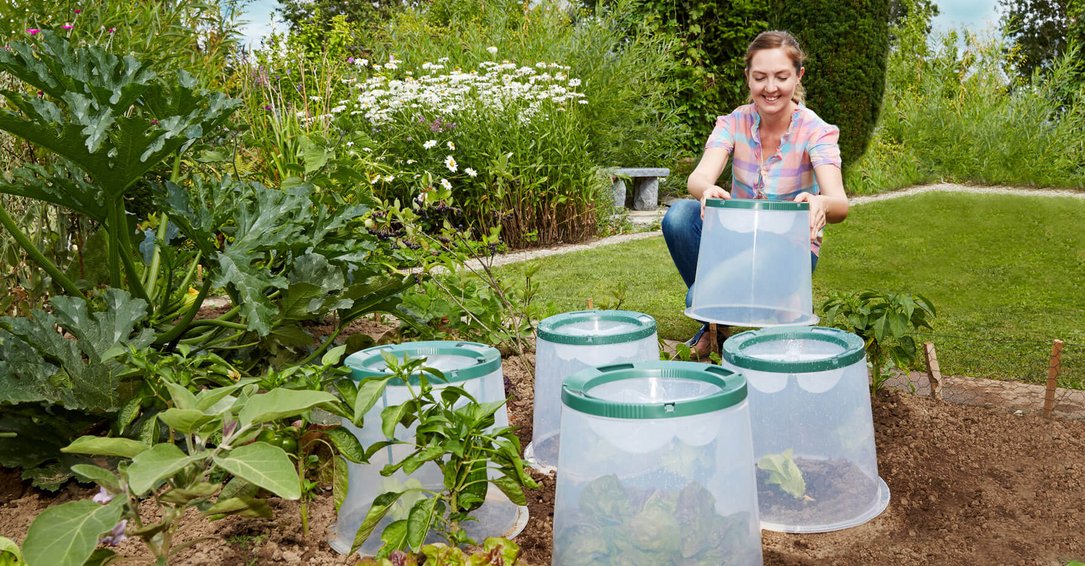 Campana de cultivo Sunny