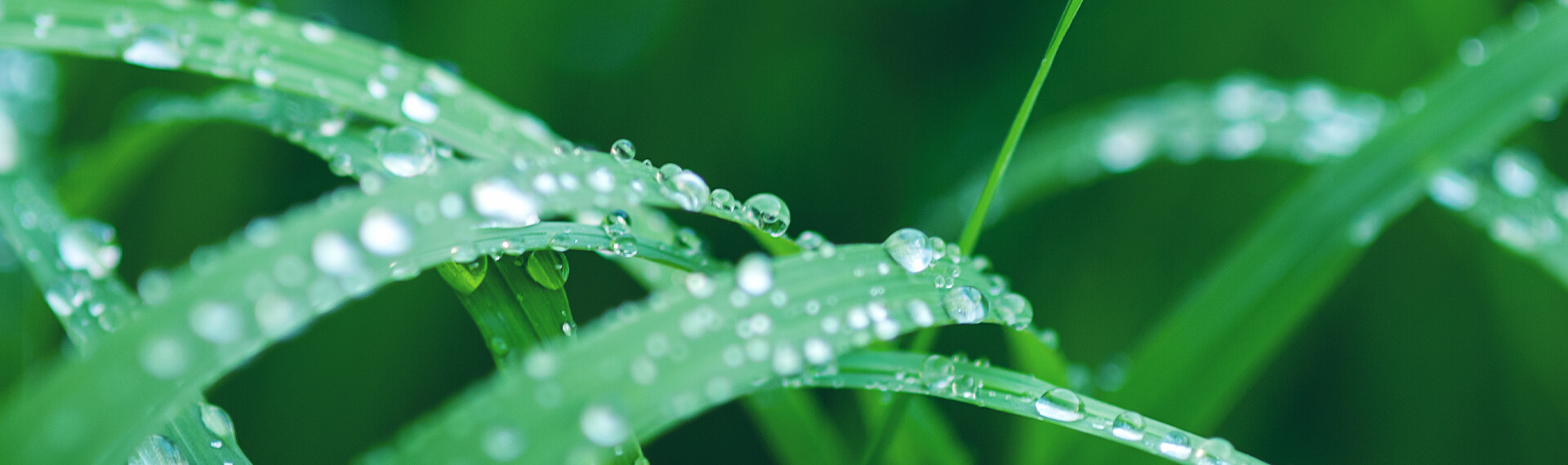 Image of water raining on grass blades